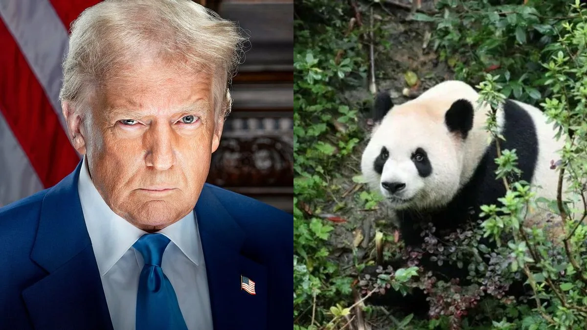China envia pandas aos EUA em gesto diplomático