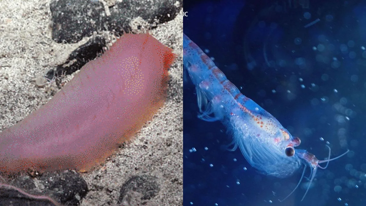 Krill da Antártica vive em vulcões marinhos