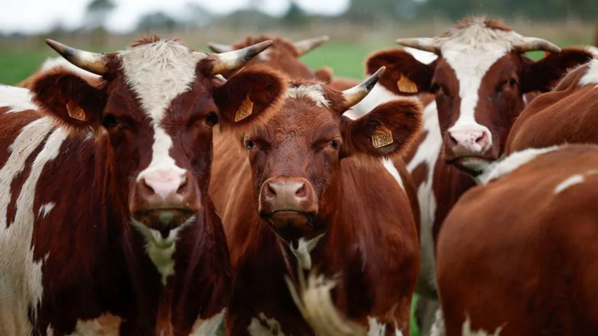 Vaca tem quatro estômagos? Entenda o sistema digestivo