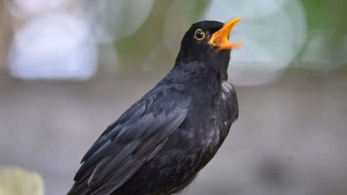 Pesquisa descobre canto de pássaro favorito dos humanos