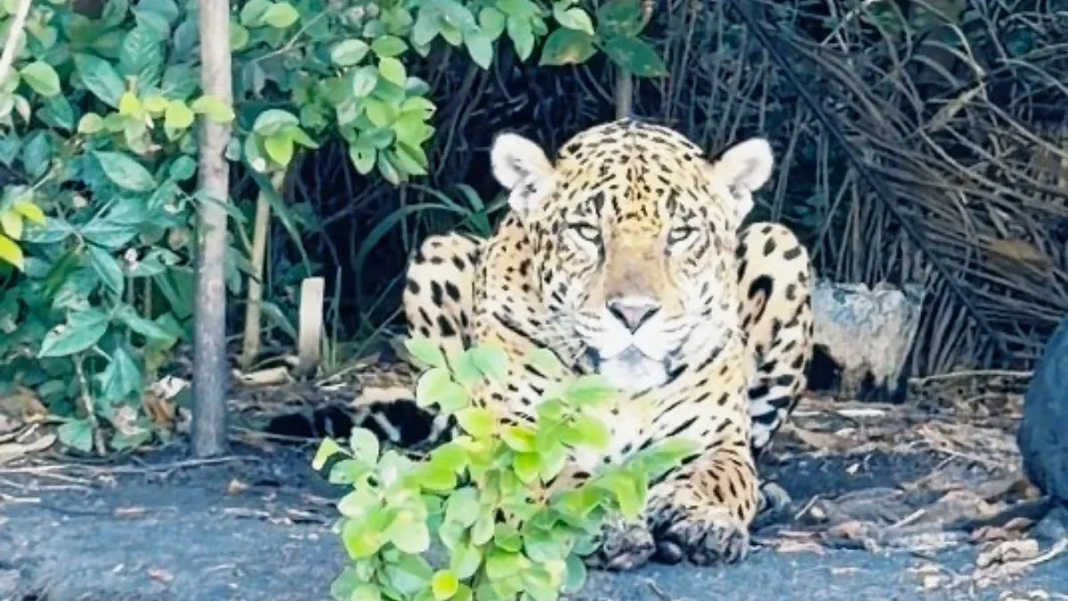 Pescador fica cara a cara com onça no Pantanal