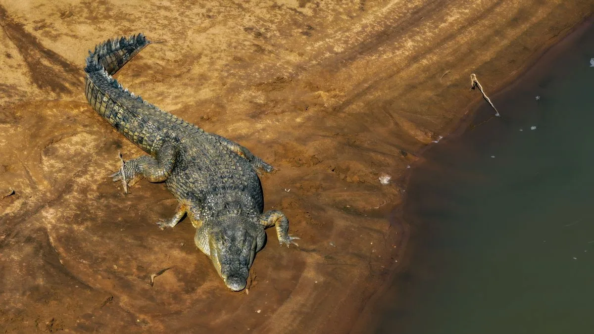 Rio com crocodilos é liberado para Olimpíada de 2032