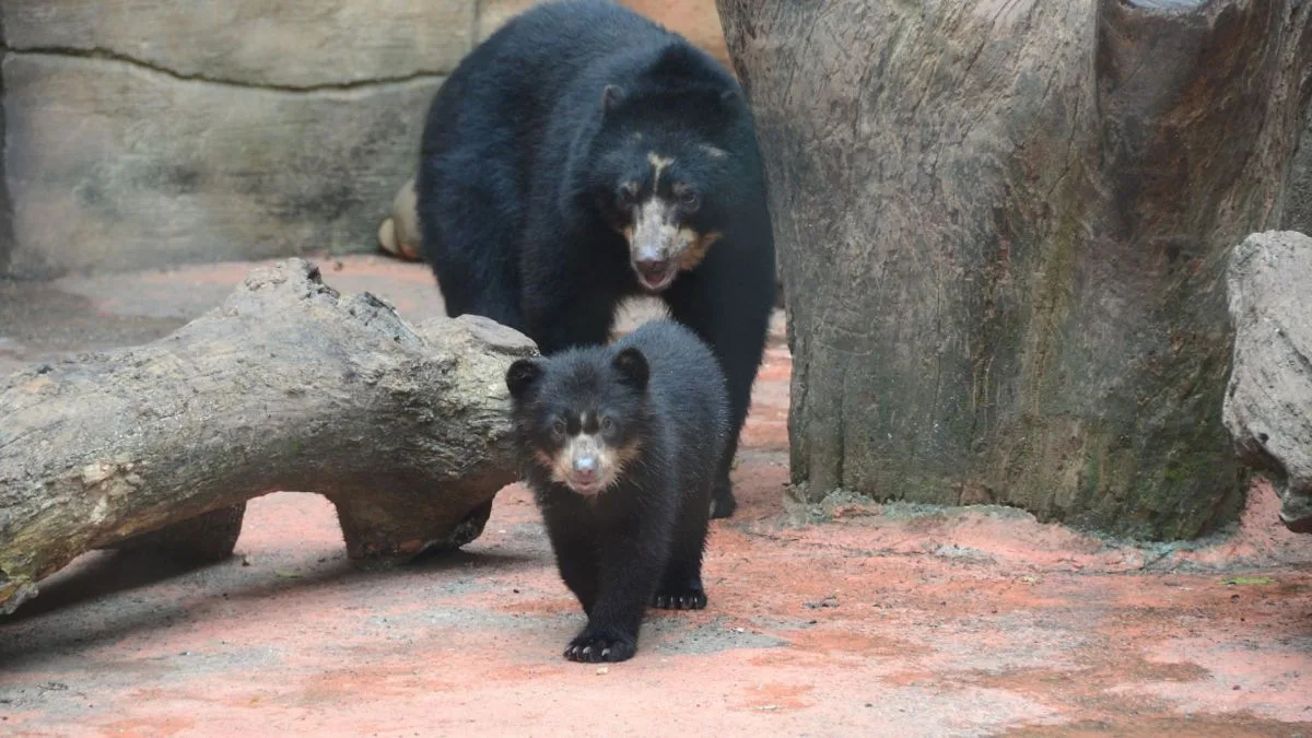 MPSP investiga ursos-de-óculos em zoo de Sorocaba