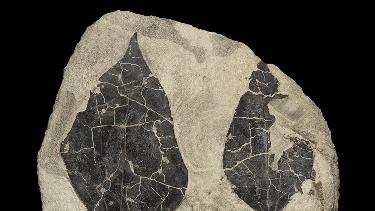 Cientistas encontram 1º rastro de T. rex nos EUA