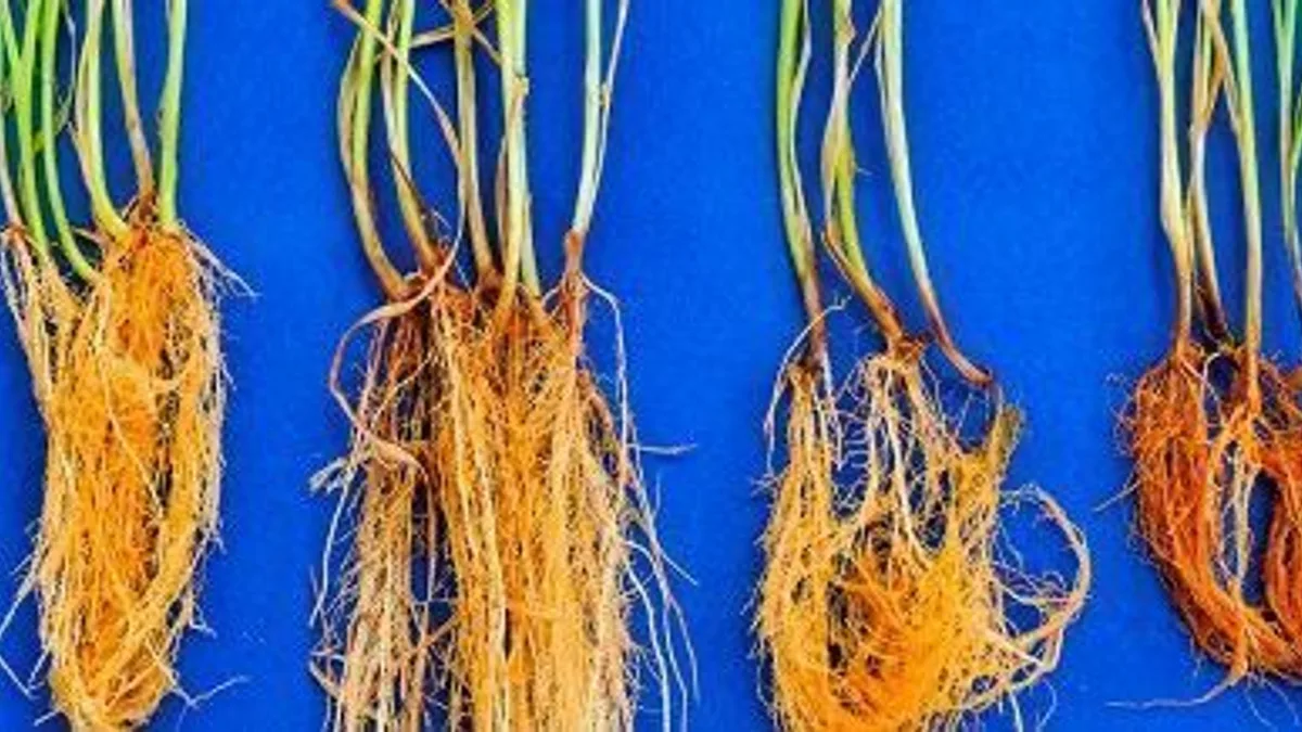 Embrapa e USP criam escudo microbiológico para trigo