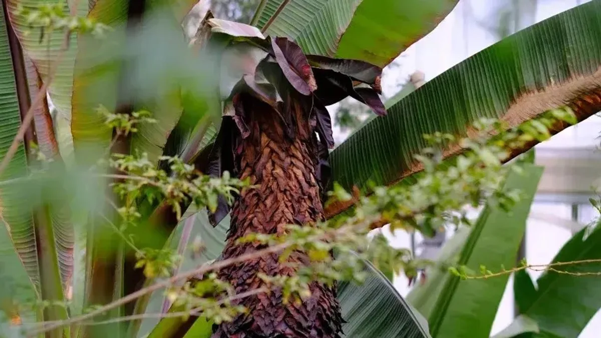 A falsa bananeira que pode alimentar milhões na África