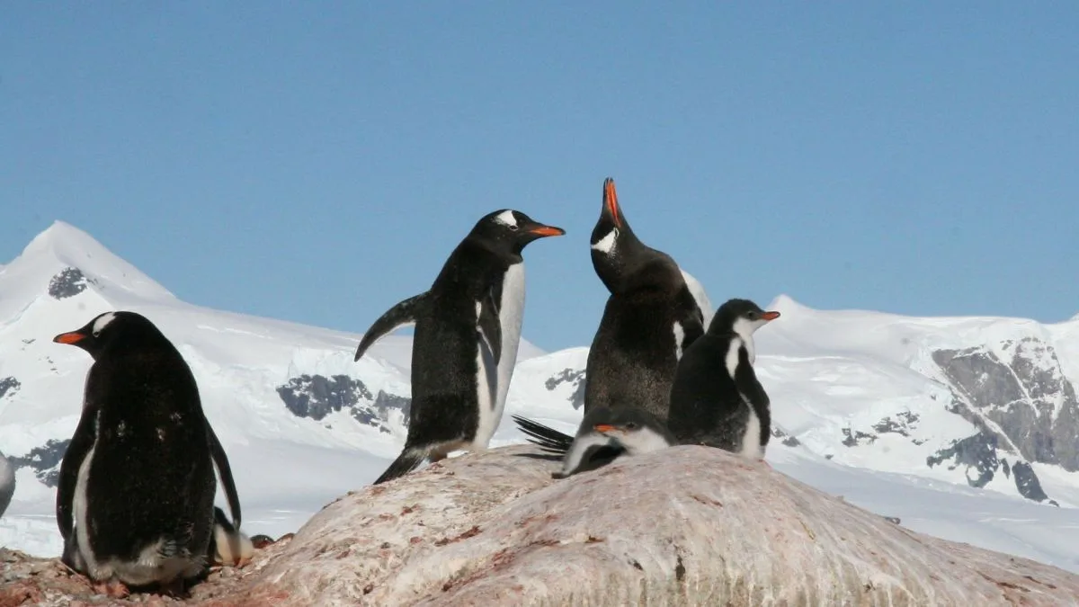 Nova espécie de pinguim é descoberta após cem anos