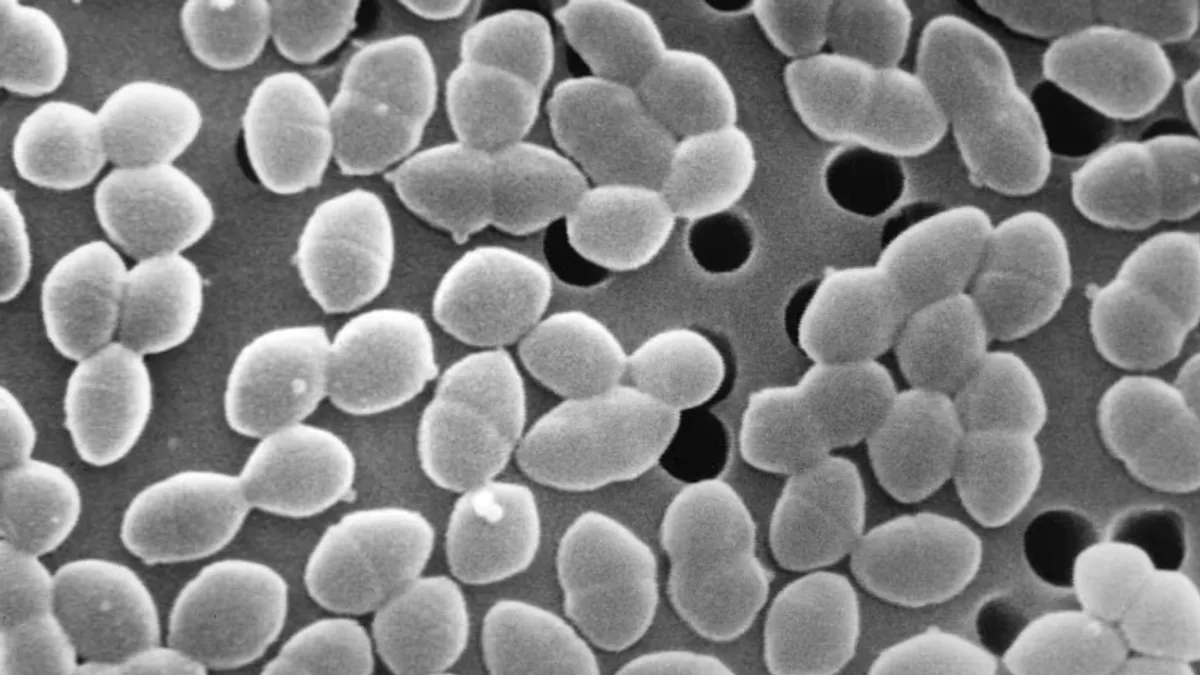 Açúcar com antibiótico destrói o intestino