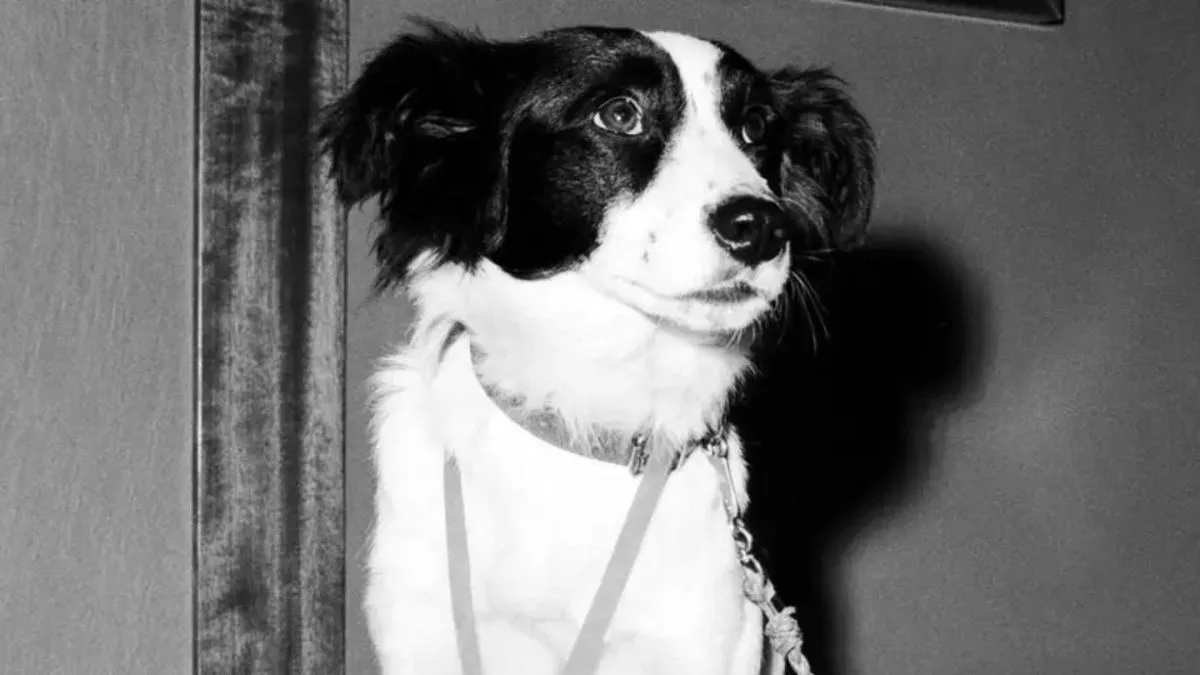 Cachorro acha taça da Copa de 1966 perdida em Londres