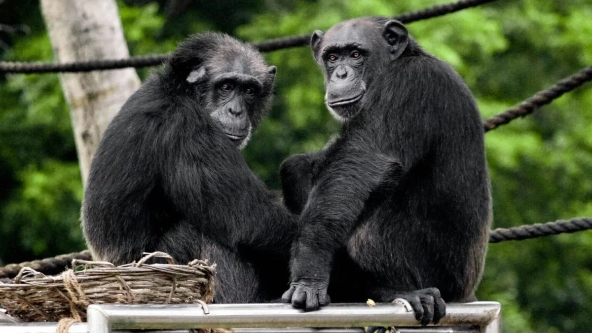 Amizade reduz roubo de alimentos entre chimpanzés