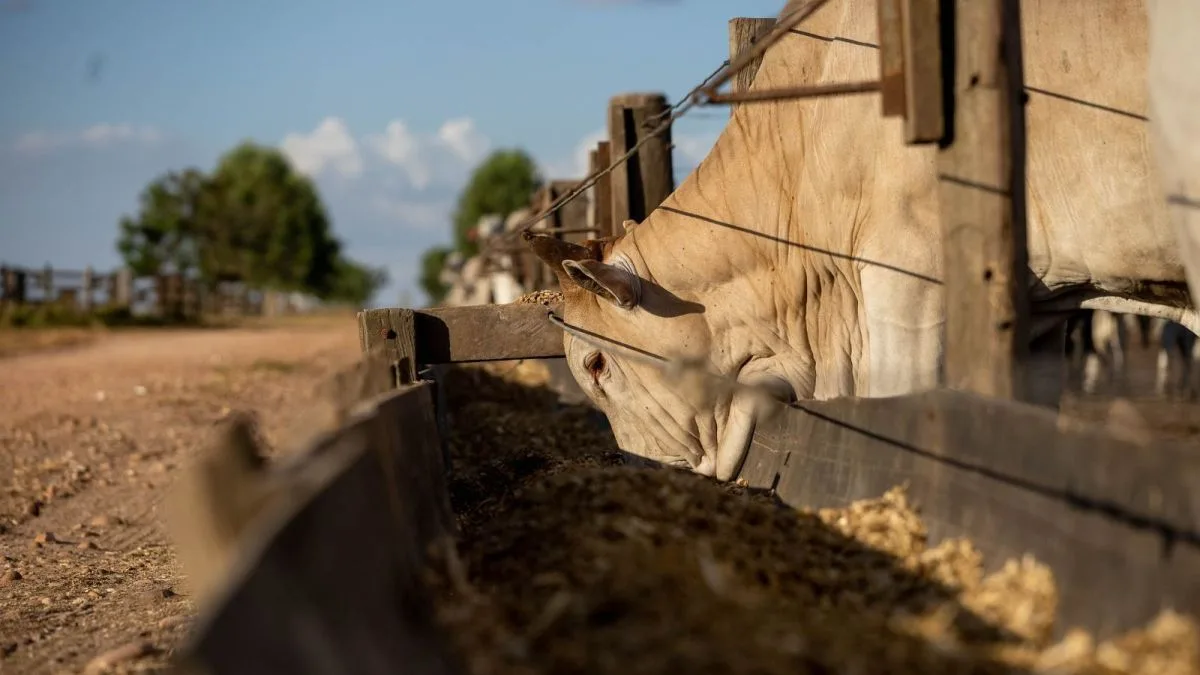Pecuaristas buscam crédito privado para confinamento