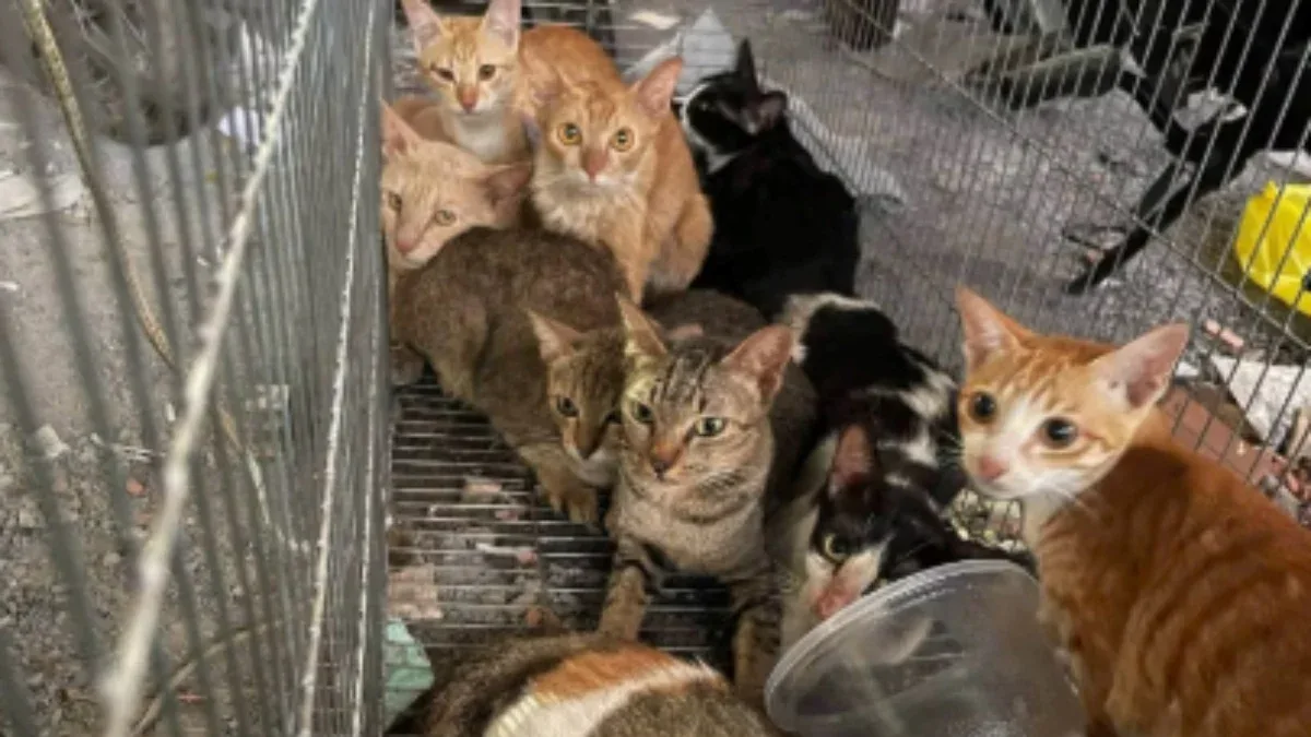 Polícia prende quadrilha por roubo de gatos