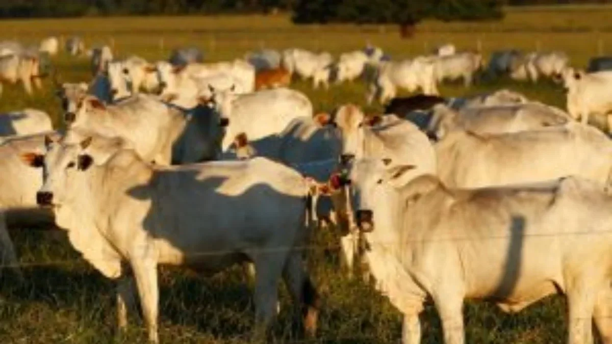 Exportação de carne para China despenca 93,5%
