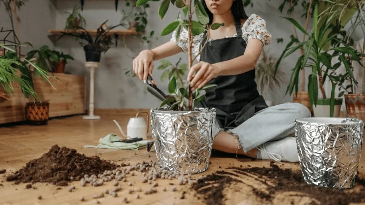 Papel-alumínio salva plantas sem sol e secas
